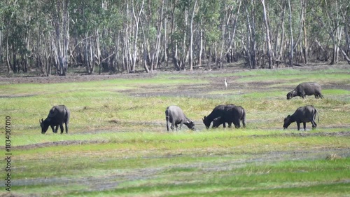 Thai water buffaloes grazing in the wetland of Pak Phli, Nakhon Nayok Thailand