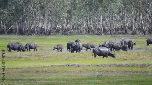Thai water buffaloes grazing in the wetland of Pak Phli, Nakhon Nayok Thailand