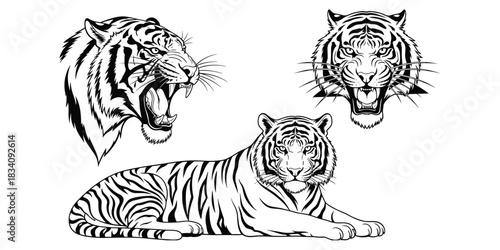 Wild tiger head and full-body roaring tiger illustration set with fierce expressions and detailed stripes for artistic design use