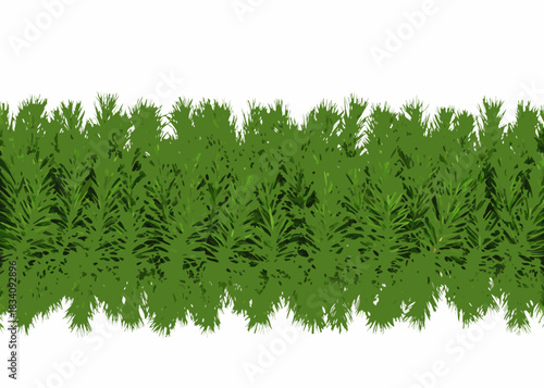 Seamless pattern of green pine needles on a white background
