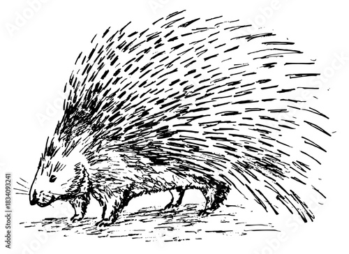 Porcupine, black and white realistic illustration. Hand drawn vector, isolated.