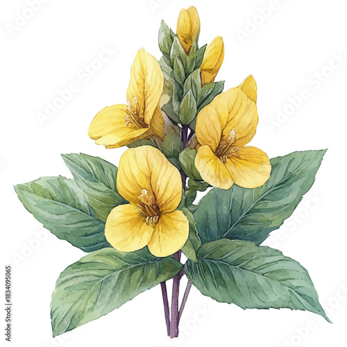 watercolor vector of Yellow Archangel Flower, isolated on a white background.