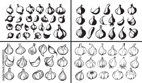Garlic illustration vector, organic vegetable drawing, healthy food artwork, hand drawn garlic bulb, botanical ingredient design, culinary herb illustration, kitchen vegetable art, farm fresh garlic v