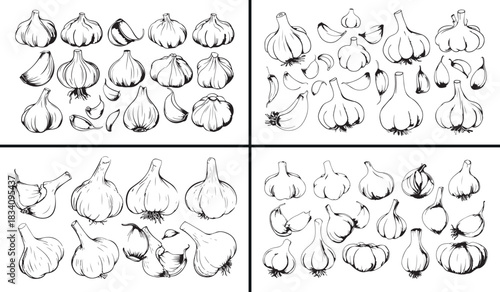Garlic illustration vector, organic vegetable drawing, healthy food artwork, hand drawn garlic bulb, botanical ingredient design, culinary herb illustration, kitchen vegetable art, farm fresh garlic v