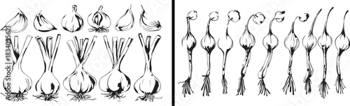 Garlic illustration vector, organic vegetable drawing, healthy food artwork, hand drawn garlic bulb, botanical ingredient design, culinary herb illustration, kitchen vegetable art, farm fresh garlic v