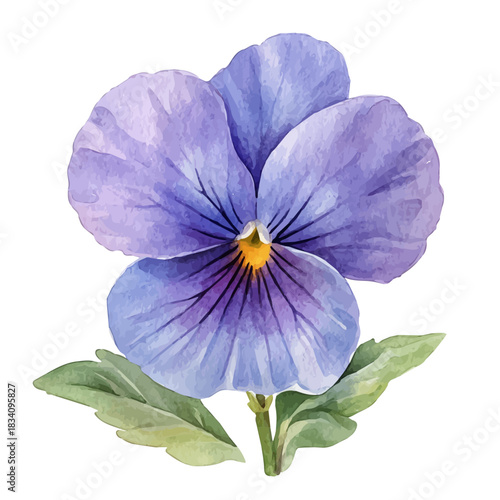 Viola Flower, watercolor vector, isolated on a white background.