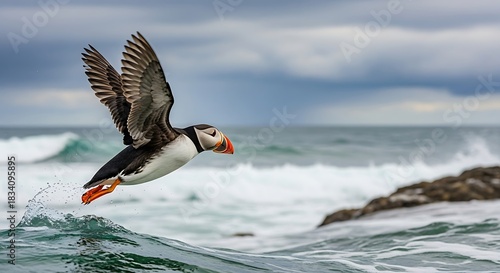 Atlantic puffin taking flight over the choppy ocean water.