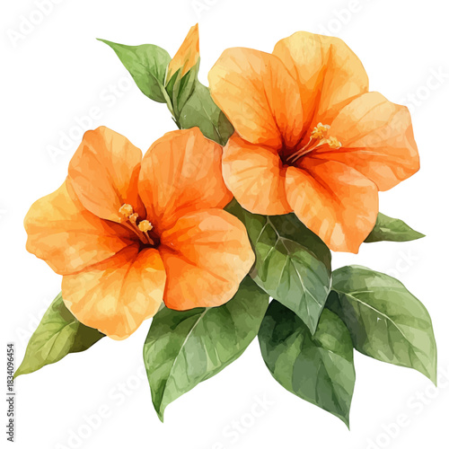 Trumpet Creeper Flower, watercolor illustration vector, isolated on a white background.