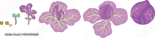 Life cycle of red cabbage plant from planting a seed and sprout to harvesting the head of cabbage isolated on white background	