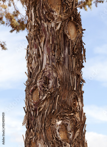 Сypress tree bark rough texture