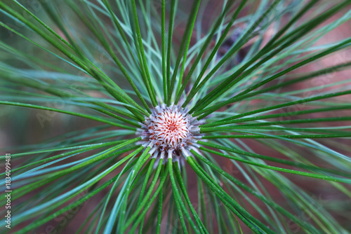Top View of Growing Pine Cone