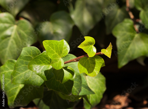 Growing ivy vine