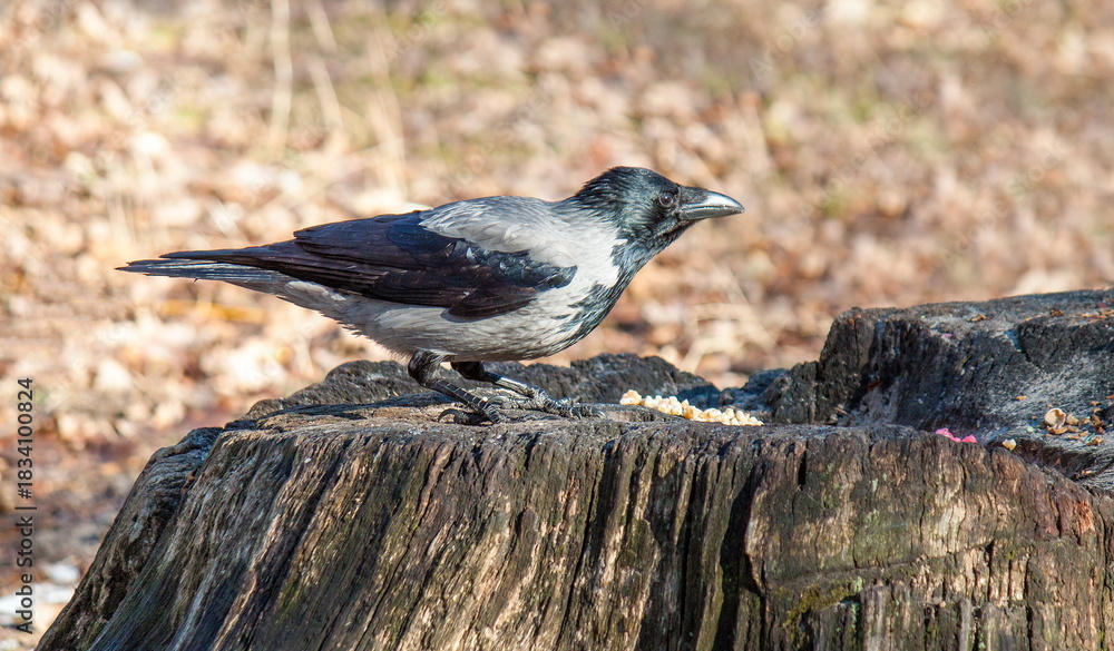 Obraz premium black winged blackbird
