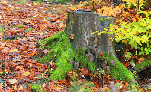old wooden stump in autumn forest