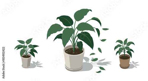 Isometric potted plants collection on white background