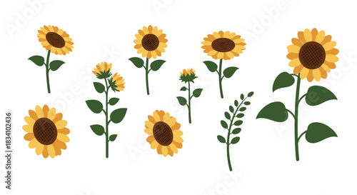 Flat style sunflower elements with stems and leaves on white background