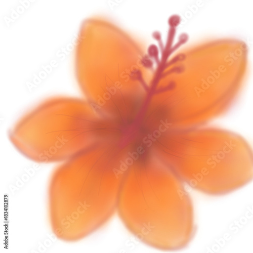 flower isolated on white background