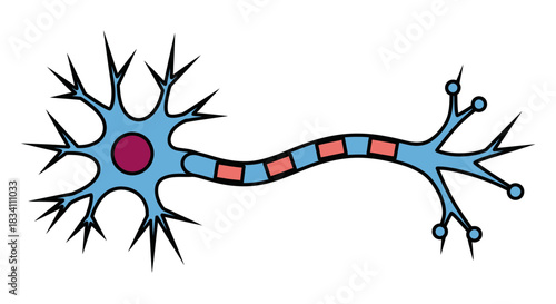 Neuron cell biology diagram for medical educational presentation