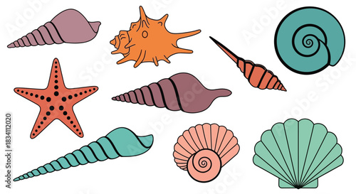 Seashells starfish vector illustration marine life ocean beach art