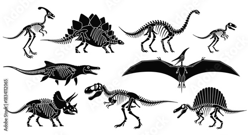 Dinosaur skeletons vector illustration prehistoric animals fossils