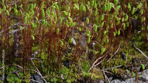 musk sporangia , musk, sporangia, plant, green, Gran Paradiso National Park, Valnontey, Cogne, Italy
