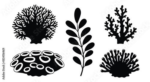 Coral reef vector silhouette illustration ocean sea life design art