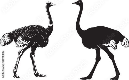 ostriches standing tall a black and white vector illustration of birds, Two Black Silhouette Ostriches Standing Side by Side.
