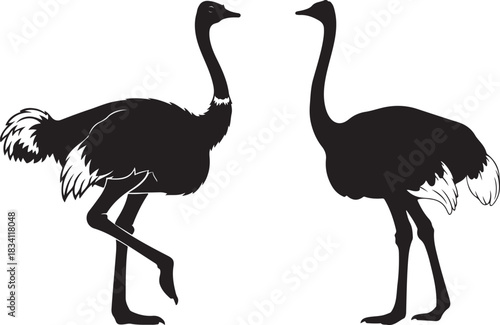 Two Ostrich Silhouettes Facing Each Other on a White Background,