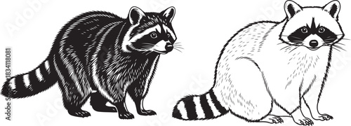 Detailed black and white raccoon art with pen sketched style, raccoons in black and white engraving style wildlife illustration mammal art,