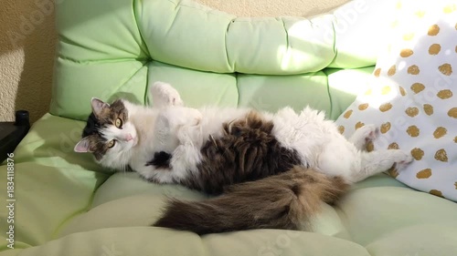Fluffy long haired domestic cat chilling on a green balcony sofa on a sunny day