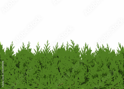 Green evergreen hedge border with white background