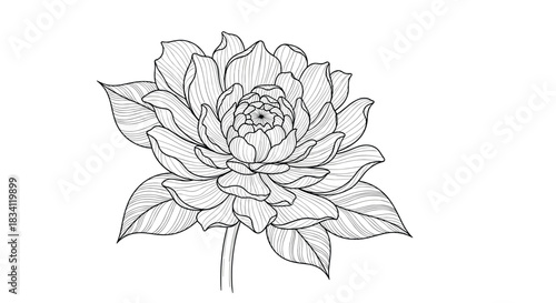 Hand-drawn botanical line art illustration of a beautiful dahlia flower with delicate petals and leaves, on a white background.