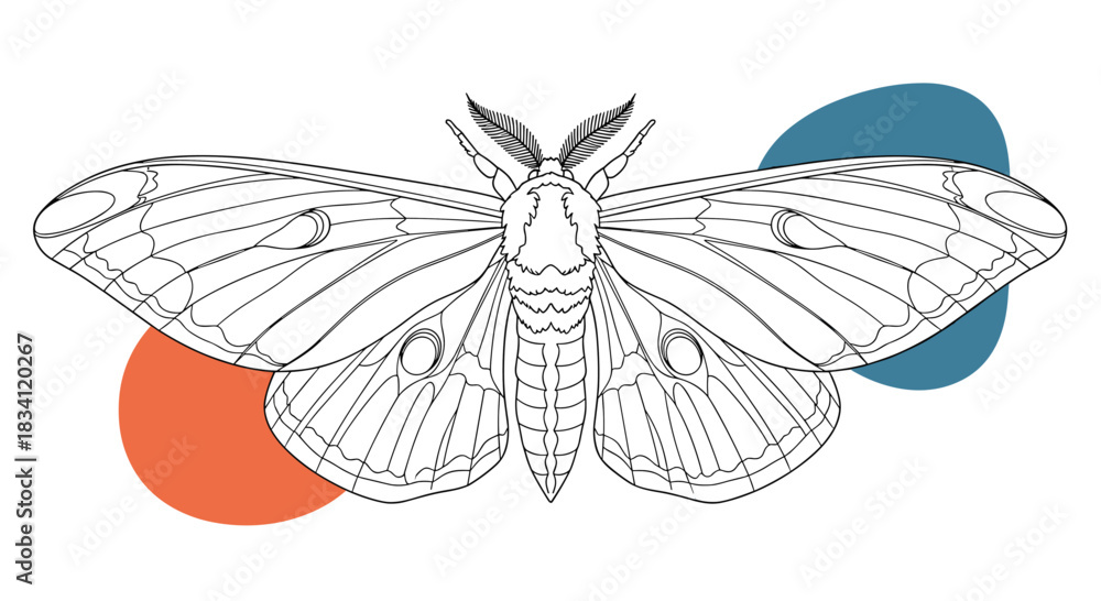 Fototapeta premium Detailed black and white line art illustration of a large moth with elegant wings and feathered antennae, set against abstract colored shapes.