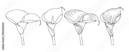 Hand drawn calla lily flower sketch or outline isolated on white background. Vector flower illustration for coloring books, cards and publications