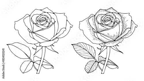 Hand drawn outline or sketch of a rose flower isolated on a white background. Vector flower black and white art for coloring books or publications