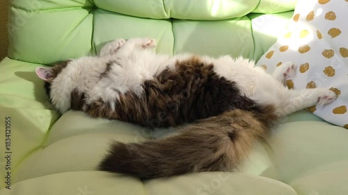 Fluffy long haired domestic cat sleeping on a green balcony sofa on a sunny day