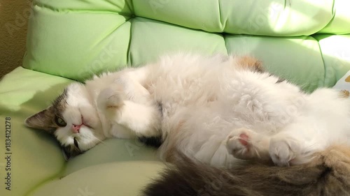 Fluffy long haired domestic cat chilling on a green balcony sofa on a sunny day