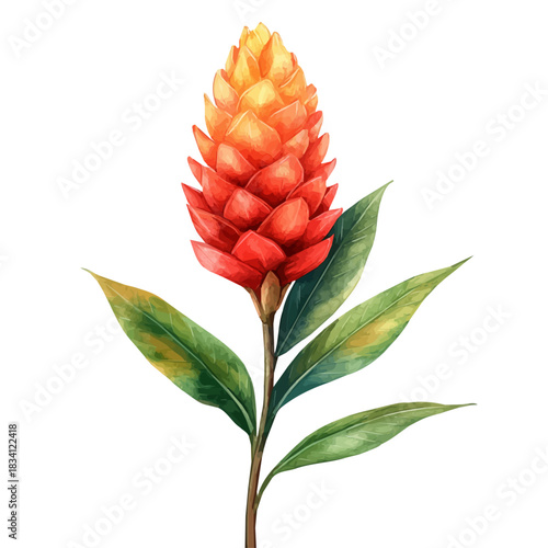 Zebra Plant Flower, illustration watercolor with dynamic strokes and balanced color harmony, isolated on a white background.