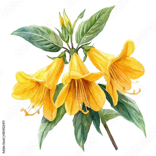 Yellow Archangel Flower, illustration watercolor with playful splashes and delicate line details, isolated on a white background.