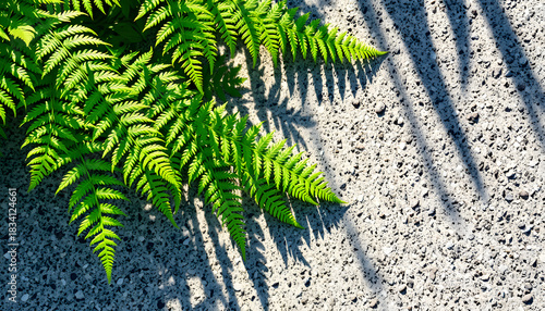 Fern leaves sunlight shadows on granite stone texture, light green aesthetic floral neutral background, dreamy atmosphere. White tone
