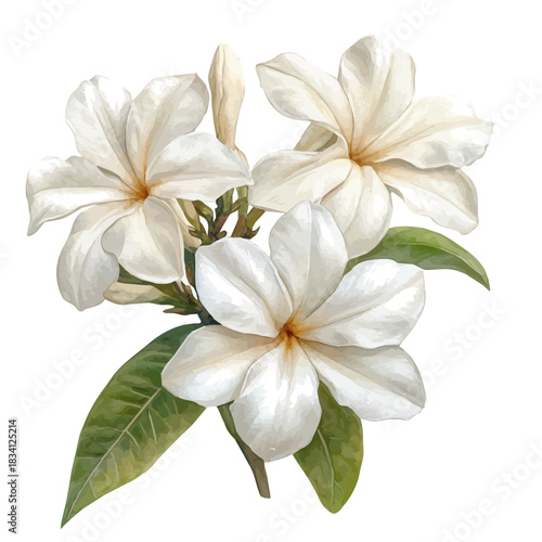 Stephanotis Flower, illustration watercolor artwork with subtle gradients and elegant contours, isolated on a white background.