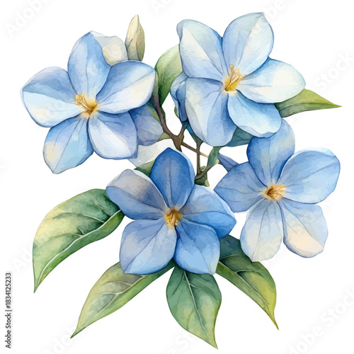 Stephanotis Flower, refined watercolor illustration with luminous tones and soft layered brushwork, isolated on a white background.