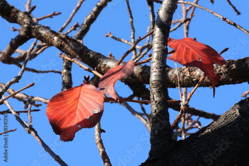 Autumn trees with bright red dead leaves