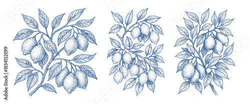 Set of detailed blue line art illustrations of lemon branches with leaves and fruit
