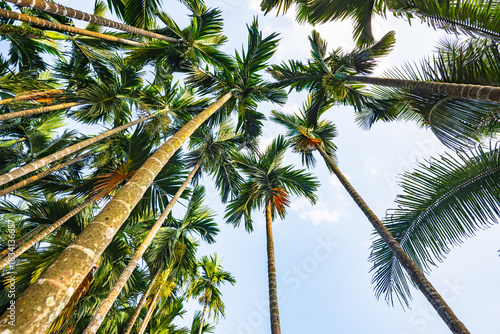 Photos A areca palm grove in Qiongzhong, Hainan in the afternoon