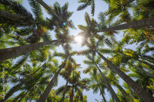 Palm forest near Muxi Lake in Qiongzhong, Hainan