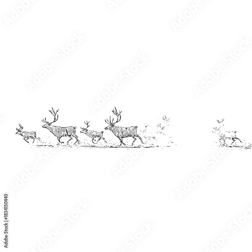 Sketch of a herd of reindeer running across the snow with large antlers in a black and white drawing