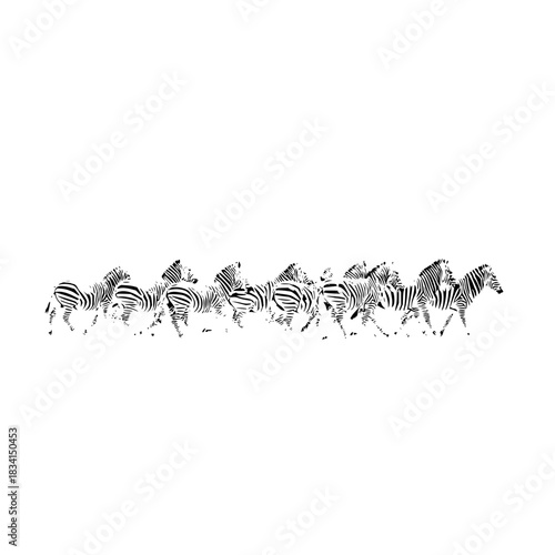 A monochrome depiction of a herd of zebras galloping across a white background in a dynamic composition