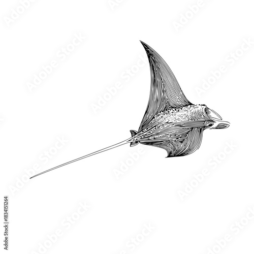 Detailed line art illustration of a spotted eagle ray with long tail on a white background design element