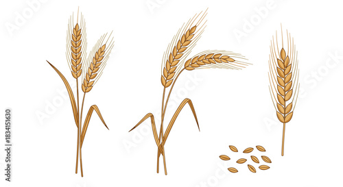 Collection of detailed illustrations showing golden wheat stalks with ripe ears and a small pile of individual wheat grains.